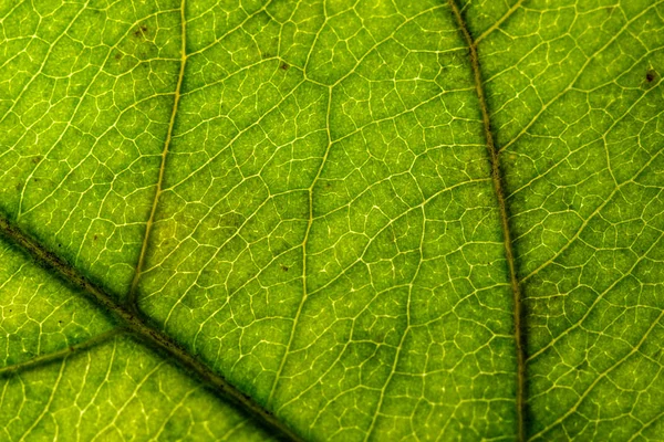 Naturliga Fotografi Ett Grönt Blad Utan Behandling Närbild — Stockfoto