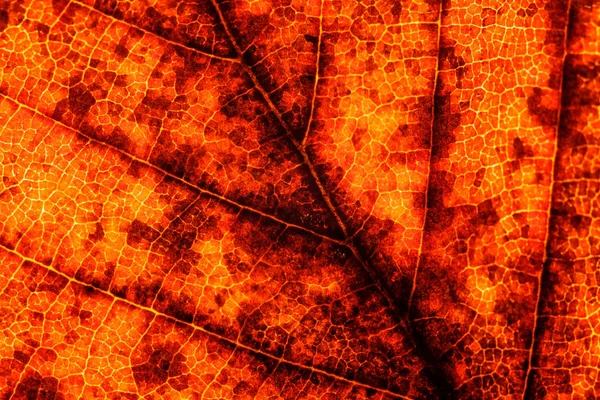 Detailní Záběr Červeno Žlutá Podzimní List Záblesk Žil Řapík Listu — Stock fotografie