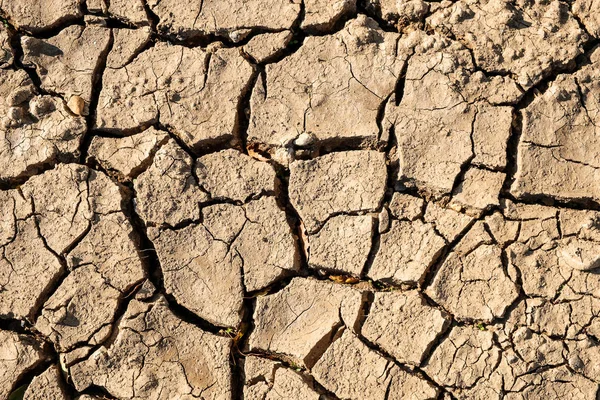 Трещина Земле Засуха Трещины Видны Среди Зеленых Травинки — стоковое фото