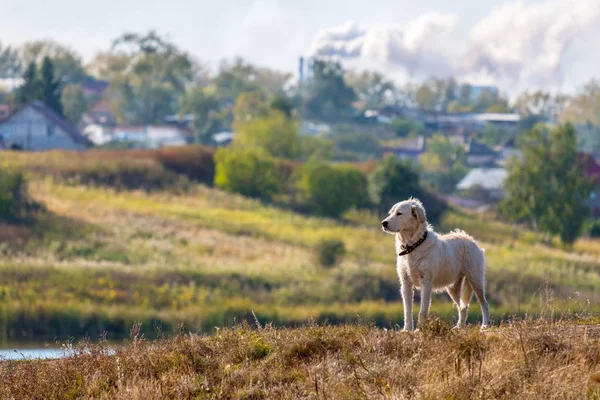 お探しの距離に白い犬襟付き生産と煙、村の背景 — ストック写真