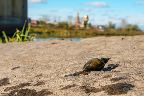 Caracol Água Doce Rocha Rastejando Para Baixo Céu Fundo Igreja — Fotografia de Stock