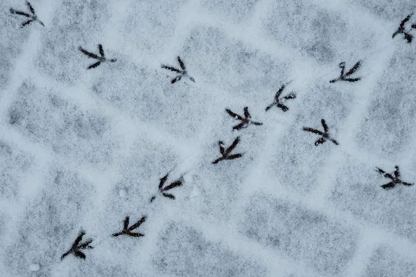 Empreintes Pas Oiseaux Dans Neige Dalles — Photo