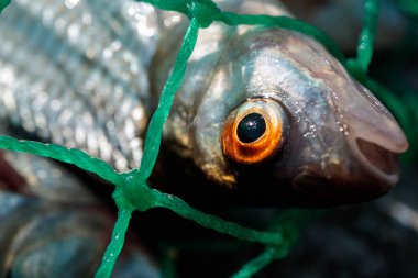 baş tatlı su balığı yeşil ağ içinde closeup