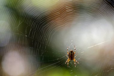 Güneş ışığı, yeşil orman arka planda bir web üzerinde büyük bir portakal örümcek