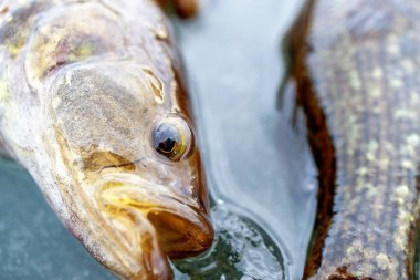 diğer balık kuyruğunu yakınındaki buz üzerinde açık ağız ile yalan balık