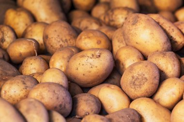 büyük miktarda değil yıkanmış, kirli ham patates