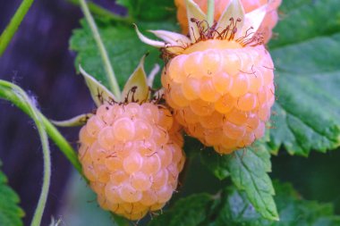 dal yeşil yaprakları açık ile beyaz ahududu meyve