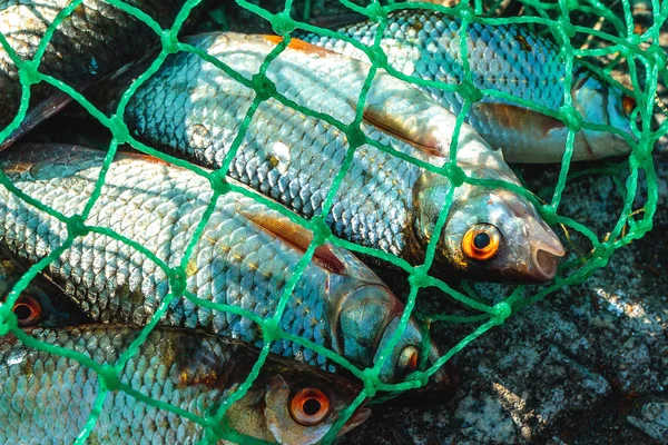 Peixes de água doce na rede verde — Fotografia de Stock