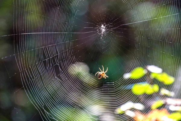 Web と夏の日 背景の森の日光の森のクモ — ストック写真