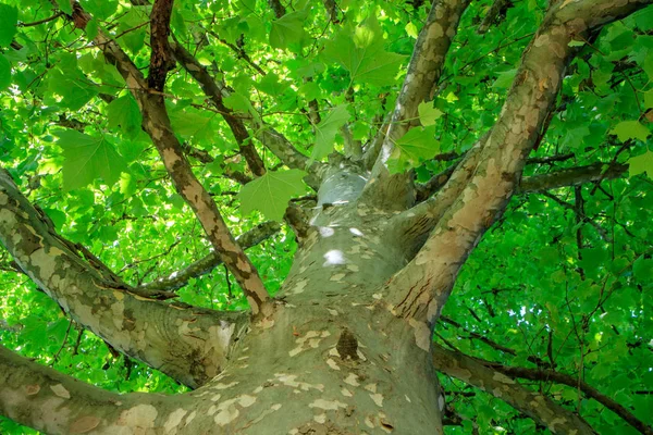 Structuurweergave Uit Onderstaande Groene Bladeren Zomerdag — Stockfoto