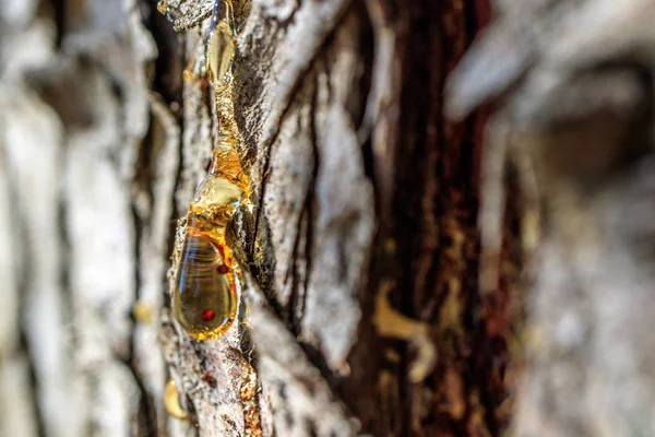 Résine Orange Sur Écorce Arbre Conifères — Photo