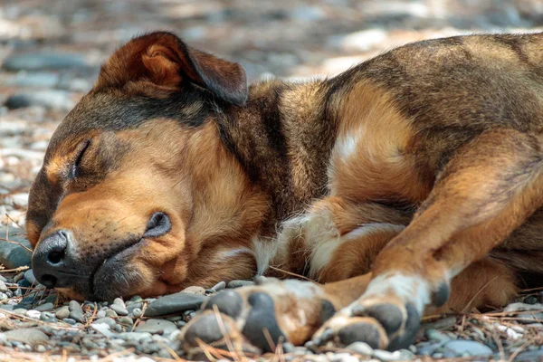 Uyuyan Evsiz Köpek Dışında Taş Yaz Gününde Uyur — Stok fotoğraf