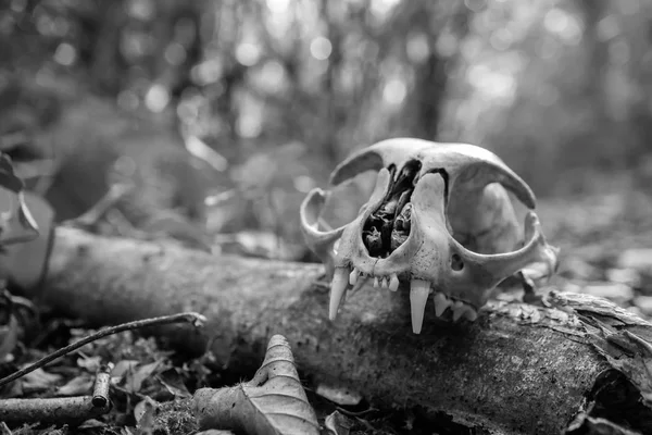 Der Schädel Einer Katze Auf Einem Baumstamm Wald Schwarz Weiß — Stockfoto