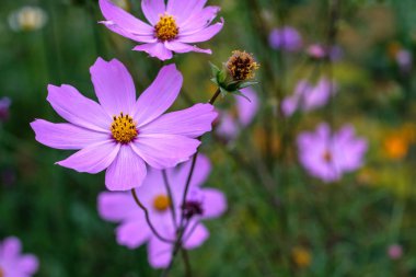 ve etrafında çiçekler bahçede büyüyen çiçek kosmeya leylak