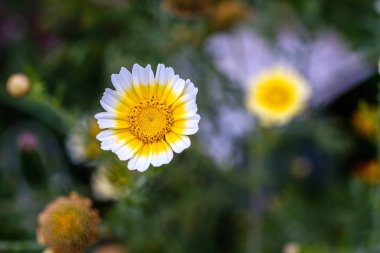 krizantem beyaz sarı yan görünümünde doğal yetişme şartlarına, yaz günü