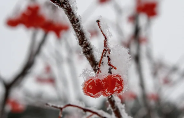 Bagas Congeladas Rowan Quando Primeira Geada Bagas Vermelhas — Fotografia de Stock