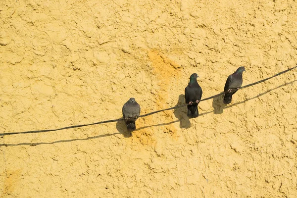 Três sentado em espera de uma pomba, fundo parede laranja — Fotografia de Stock