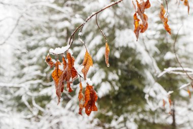 karlı bir iğne yapraklı orman arka plan üzerinde sarı yaprak döken ağaçlar yapraklar.