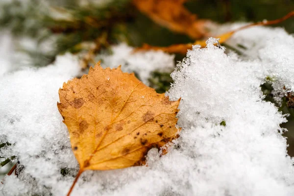 Herbstgelbes Birkenblatt Fiel Auf Schneebedeckten Zweig Einer Kiefer — Stockfoto