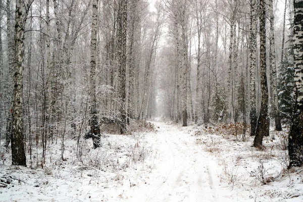 Ein Verschneiter Birkenhain Und Eine Straße Ganz Schnee — Stockfoto