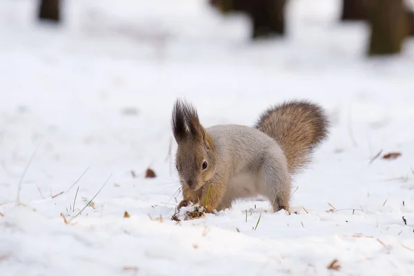 Білий сніг, в якому копає сіра білка, зимовий сезон — стокове фото