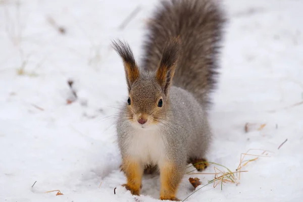 Сніг білка сидить і дивиться прямо в кадр російських природи — стокове фото