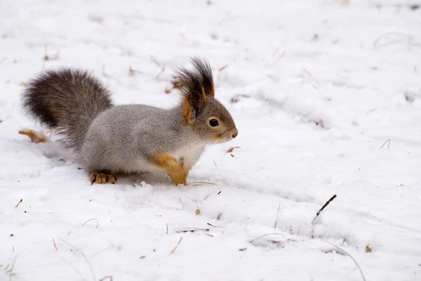 다람쥐 먹이 찾아 눈에 걸쳐 몰래 하는 것은 하얀 눈 겨울 숲 야생 동물에 회색 — 스톡 사진