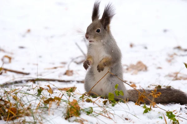 森の中の雪の白背景で後ろ足、ルックス、立っているリスのクローズ アップ — ストック写真