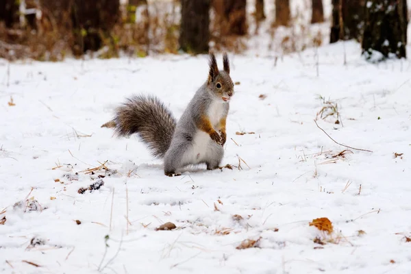 リスは冬の森、野生の自然はロシアの白い雪に後ろ足で立っています。 — ストック写真