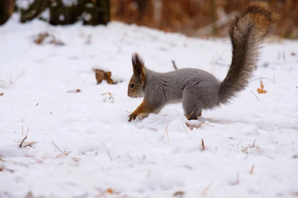 リスの森と野生の冬は、自分のための食べ物を探して雪の中でロシアの性質 — ストック写真