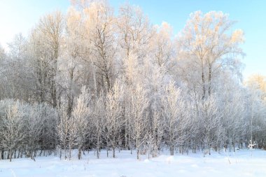 kışın karlı bir alan kenarında şiddetli bir Don sırasında yaprak döken orman