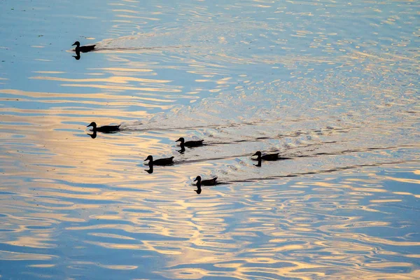 Siluetter Ankor Flyter Floden Vattnet Skräp Och Fåglar — Stockfoto