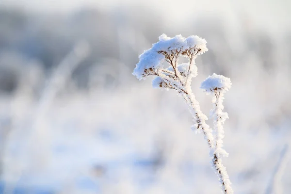 Vor Dem Hintergrund Eines Winterlichen Feldgrases Mit Hohem Stamm Glitzerndem — Stockfoto