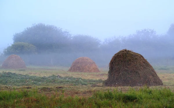 Стог Сена Поле Утренний Туман Зеленая Трава Летнее Утро — стоковое фото