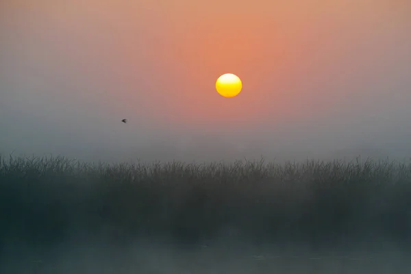 Soleil Matinal Travers Brume Comme Une Boule Feu Brillante — Photo