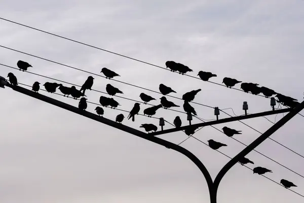 Набор Силуэтов Птиц Проводах Серое Небо — стоковое фото