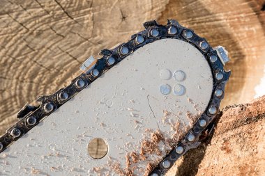 Son yüz ağacının hangi karşı chainsaw yakın çekim işe