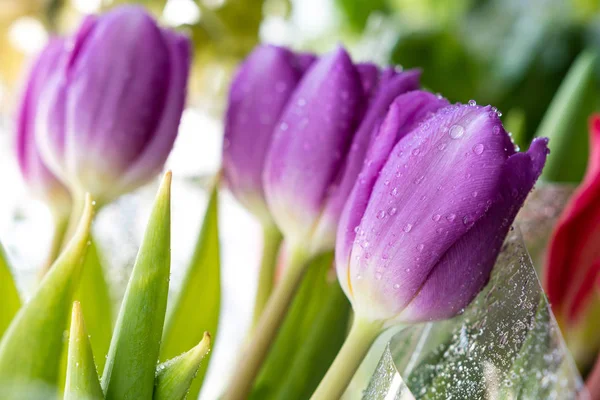 Spring flowers banner - bouquet of pink tulips flowers on a background of flowers, water droplets on petals