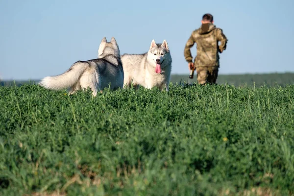 2匹の犬が草の中の前景を見ている男が出て行く — ストック写真