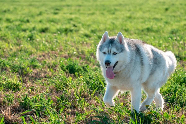 Steekt zijn tong uit husky hond loopt op een groen veld — Stockfoto