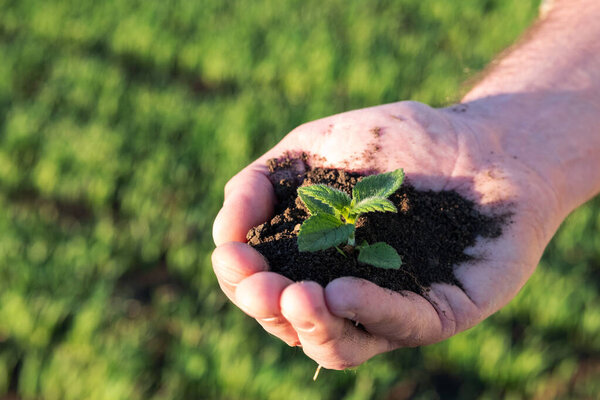 посадка растений в почве на открытой пальмовой части почвы и растения
