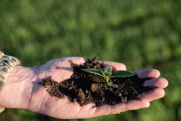 En la palma de la mano el suelo del suelo crece una planta en el fondo de un campo sembrado —  Fotos de Stock