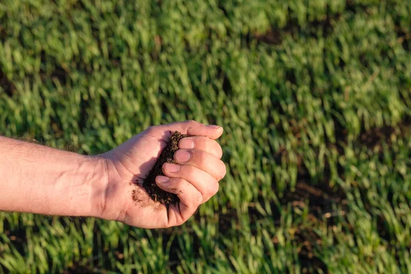 In zijn hand klemt de grond op de achtergrond van een veld met gekiemde jonge scheuten — Stockfoto