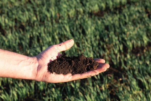 En la palma abierta del suelo del campo —  Fotos de Stock