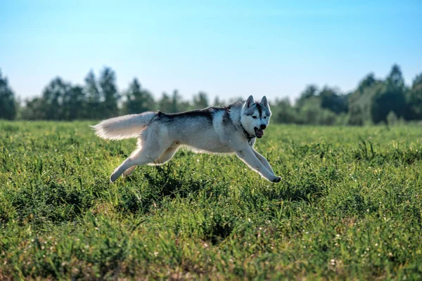 A running jumping dog opened its mouth on the field — Stock Photo, Image