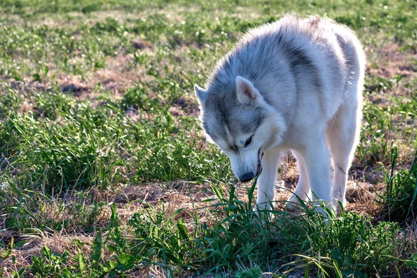 Husky dog en un claro en un día soleado comiendo hierba — Foto de Stock