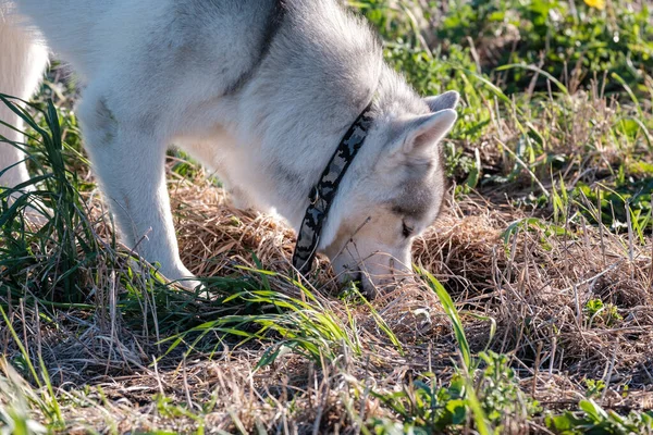 畑の犬は痕跡を求めて地面を滑り降りる — ストック写真