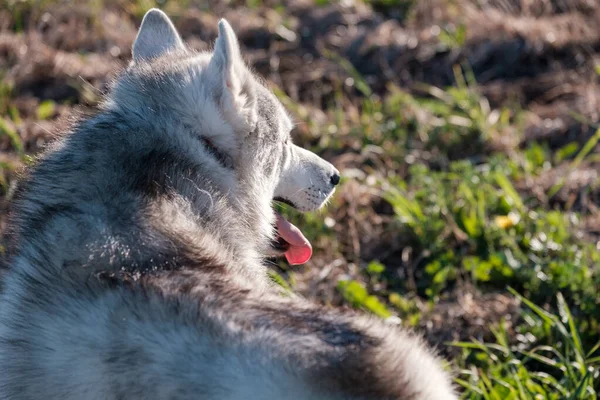 Deitado depois de uma caminhada no campo cão husky preso para fora sua língua e olha para a distância da fadiga — Fotografia de Stock