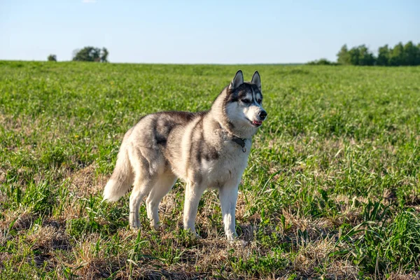 Duidelijk de lucht en het groene veld op het is de moeite waard hond husky en kijkt in kant — Stockfoto