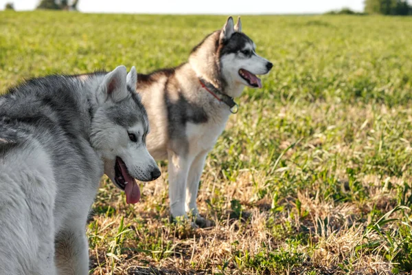 Two husky dogs on the field one in the foreground the other out of focus in the background — Stock Photo, Image